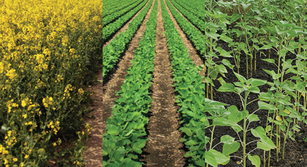 Canola Soybeans Sunflowers