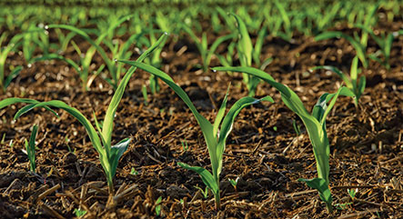 Corn Soil